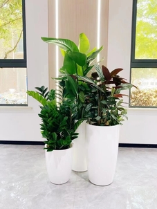 体验宁波江北专业花木租赁，拥抱自然之美