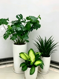 关于余姚租花木千套方案效果的干货总结，建议收藏